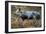 Domestic Bentheimer Pig-null-Framed Photographic Print