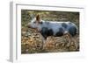 Domestic Bentheimer Pig-null-Framed Photographic Print