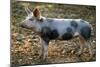 Domestic Bentheimer Pig-null-Mounted Photographic Print