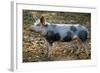 Domestic Bentheimer Pig-null-Framed Photographic Print