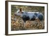 Domestic Bentheimer Pig-null-Framed Photographic Print