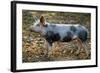 Domestic Bentheimer Pig-null-Framed Photographic Print