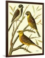 Domestic Bird Family I-W. Rutledge-Framed Art Print