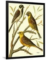 Domestic Bird Family I-W. Rutledge-Framed Art Print