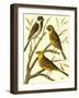 Domestic Bird Family I-W. Rutledge-Framed Art Print