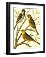 Domestic Bird Family I-W. Rutledge-Framed Art Print