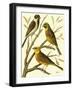 Domestic Bird Family I-W. Rutledge-Framed Art Print