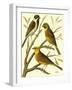 Domestic Bird Family I-W. Rutledge-Framed Art Print