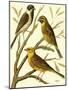 Domestic Bird Family I-W. Rutledge-Mounted Art Print