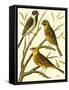 Domestic Bird Family I-W. Rutledge-Framed Stretched Canvas