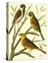 Domestic Bird Family I-W. Rutledge-Stretched Canvas