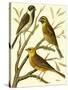 Domestic Bird Family I-W. Rutledge-Stretched Canvas