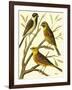 Domestic Bird Family I-W. Rutledge-Framed Art Print