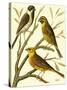 Domestic Bird Family I-W. Rutledge-Stretched Canvas