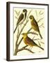 Domestic Bird Family I-W. Rutledge-Framed Art Print