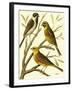 Domestic Bird Family I-W. Rutledge-Framed Art Print