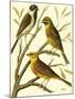 Domestic Bird Family I-W. Rutledge-Mounted Art Print