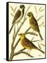 Domestic Bird Family I-W. Rutledge-Framed Stretched Canvas