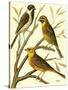 Domestic Bird Family I-W. Rutledge-Stretched Canvas