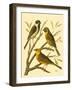 Domestic Bird Family I-W. Rutledge-Framed Art Print