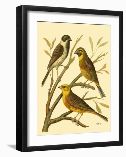 Domestic Bird Family I-W. Rutledge-Framed Art Print