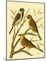 Domestic Bird Family I-W. Rutledge-Mounted Art Print