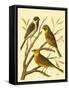 Domestic Bird Family I-W. Rutledge-Framed Stretched Canvas