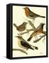 Domestic Bird Family III-W. Rutledge-Framed Stretched Canvas