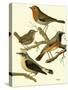 Domestic Bird Family III-W. Rutledge-Stretched Canvas