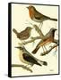 Domestic Bird Family III-W. Rutledge-Framed Stretched Canvas