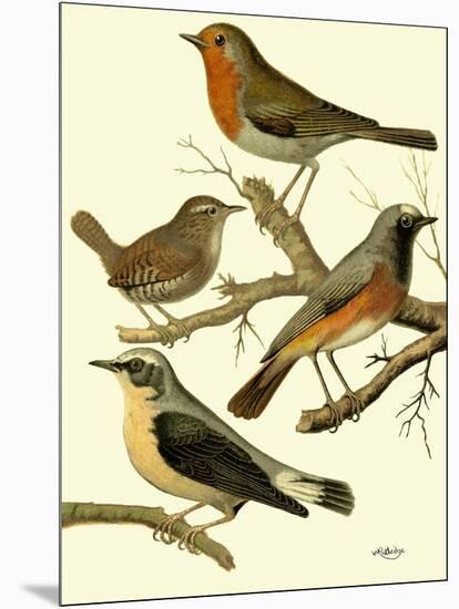 Domestic Bird Family III-W. Rutledge-Mounted Art Print