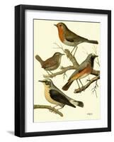 Domestic Bird Family III-W. Rutledge-Framed Art Print