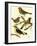 Domestic Bird Family III-W. Rutledge-Framed Art Print
