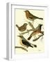 Domestic Bird Family III-W. Rutledge-Framed Art Print