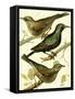 Domestic Bird Family IV-W. Rutledge-Framed Stretched Canvas