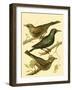 Domestic Bird Family IV-W. Rutledge-Framed Art Print