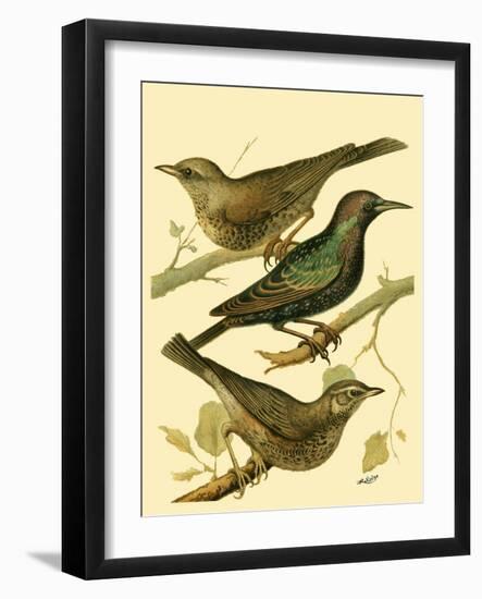 Domestic Bird Family IV-W. Rutledge-Framed Art Print