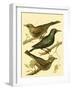 Domestic Bird Family IV-W. Rutledge-Framed Art Print