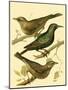 Domestic Bird Family IV-W. Rutledge-Mounted Art Print