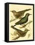 Domestic Bird Family IV-W. Rutledge-Framed Stretched Canvas