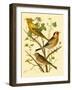 Domestic Bird Family VI-W. Rutledge-Framed Art Print