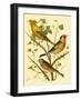 Domestic Bird Family VI-W. Rutledge-Framed Art Print