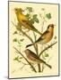 Domestic Bird Family VI-W. Rutledge-Mounted Art Print