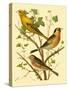 Domestic Bird Family VI-W. Rutledge-Stretched Canvas