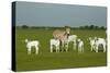 Domestic Brahma Cattle, Adult and Young-null-Stretched Canvas