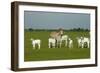 Domestic Brahma Cattle, Adult and Young-null-Framed Photographic Print