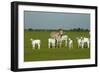 Domestic Brahma Cattle, Adult and Young-null-Framed Photographic Print