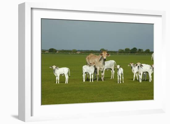 Domestic Brahma Cattle, Adult and Young-null-Framed Photographic Print