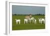 Domestic Brahma Cattle, Adult and Young-null-Framed Photographic Print