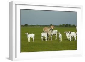 Domestic Brahma Cattle, Adult and Young-null-Framed Photographic Print